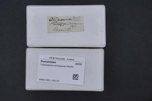 Tropidophora philippiana