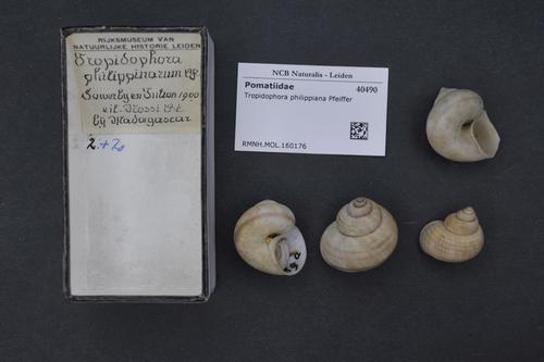 Tropidophora philippiana