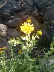 Grindelia sublanuginosa