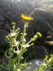 Grindelia sublanuginosa