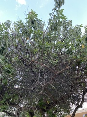 Cordia boissieri