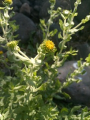 Grindelia sublanuginosa