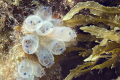 Clavelina pseudobaudinensis