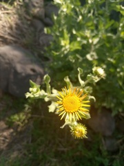 Grindelia sublanuginosa