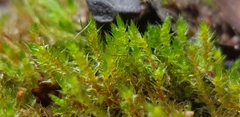 Bryum gemmiferum