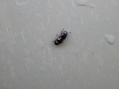 Glischrochilus quadriguttatus