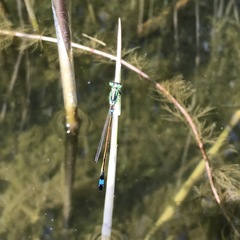 Ischnura aralensis