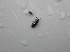 Glischrochilus quadriguttatus