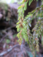 Tmesipteris tannensis