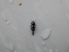 Glischrochilus quadriguttatus