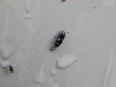 Glischrochilus quadriguttatus