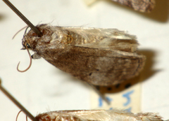 Ochropacha duplaris