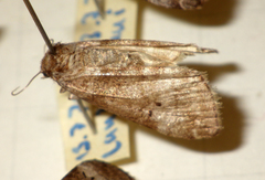 Ochropacha duplaris