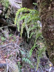 Tmesipteris tannensis