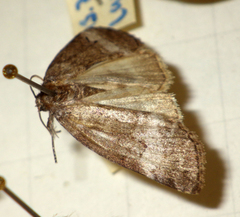 Ochropacha duplaris