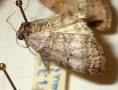 Ochropacha duplaris