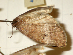 Ochropacha duplaris