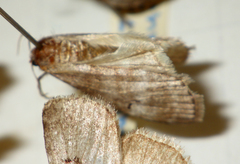 Ochropacha duplaris
