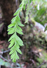 Tmesipteris tannensis
