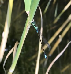 Ischnura aralensis