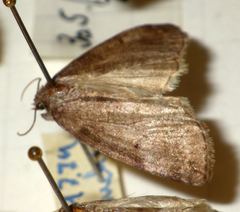 Ochropacha duplaris