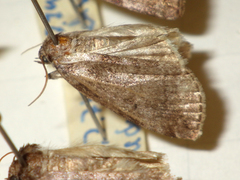 Ochropacha duplaris