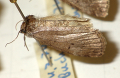 Ochropacha duplaris