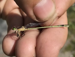 Ischnura aralensis