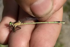 Ischnura aralensis