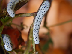 Tenthredo scrophulariae