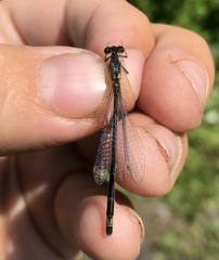 Ischnura aralensis