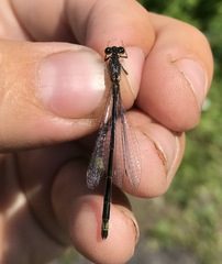 Ischnura aralensis
