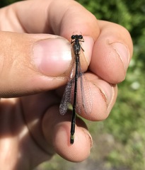 Ischnura aralensis