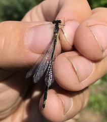 Ischnura aralensis