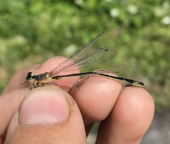 Ischnura aralensis