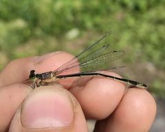 Ischnura aralensis