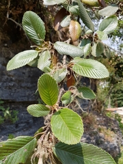 Cercocarpus macrophyllus