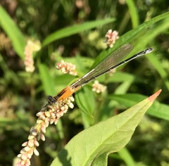 Ischnura aralensis
