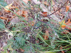 Tenthredo scrophulariae