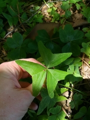 Ionoxalis