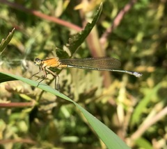 Ischnura aralensis