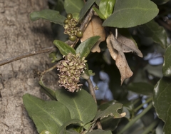 Ercilla spicata