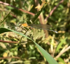 Ischnura aralensis