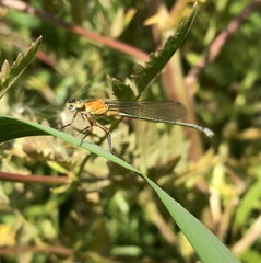 Ischnura aralensis
