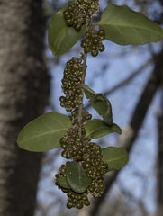 Ercilla spicata