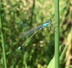 Ischnura aralensis