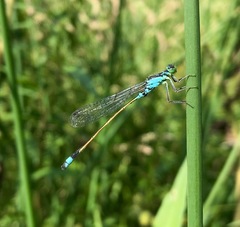 Ischnura aralensis