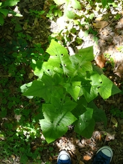 Lactuca floridana