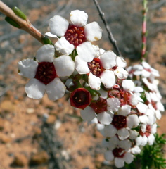 Baeckea robusta