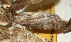 Ochropacha duplaris